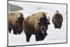 Bison Bulls, Winter-Ken Archer-Mounted Photographic Print