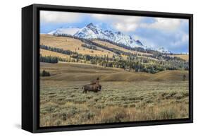 Bison by Electric Peak (YNP)-Galloimages Online-Framed Stretched Canvas