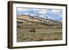 Bison by Electric Peak (YNP)-Galloimages Online-Framed Photographic Print