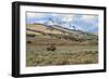 Bison by Electric Peak (YNP)-Galloimages Online-Framed Photographic Print