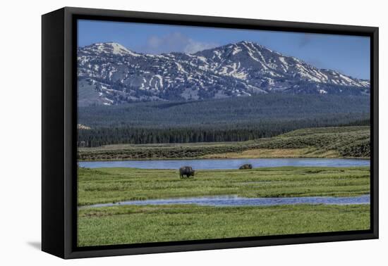 Bison by River-Galloimages Online-Framed Stretched Canvas