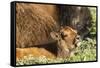 Bison Calf in Theodore Roosevelt National Park, North Dakota, Usa-Chuck Haney-Framed Stretched Canvas