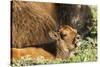 Bison Calf in Theodore Roosevelt National Park, North Dakota, Usa-Chuck Haney-Stretched Canvas