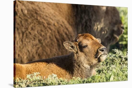 Bison Calf in Theodore Roosevelt National Park, North Dakota, Usa-Chuck Haney-Stretched Canvas