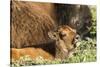 Bison Calf in Theodore Roosevelt National Park, North Dakota, Usa-Chuck Haney-Stretched Canvas