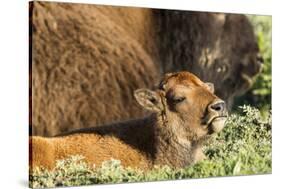 Bison Calf in Theodore Roosevelt National Park, North Dakota, Usa-Chuck Haney-Stretched Canvas