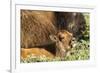 Bison Calf in Theodore Roosevelt National Park, North Dakota, Usa-Chuck Haney-Framed Photographic Print