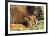 Bison Calf in Theodore Roosevelt National Park, North Dakota, Usa-Chuck Haney-Framed Photographic Print