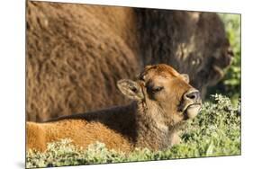 Bison Calf in Theodore Roosevelt National Park, North Dakota, Usa-Chuck Haney-Mounted Photographic Print