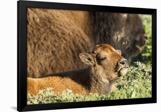 Bison Calf in Theodore Roosevelt National Park, North Dakota, Usa-Chuck Haney-Framed Photographic Print