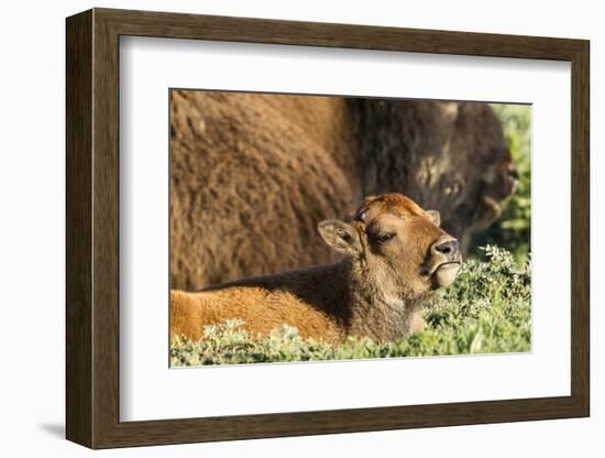 Bison Calf in Theodore Roosevelt National Park, North Dakota, Usa-Chuck Haney-Framed Photographic Print