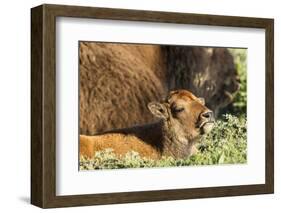 Bison Calf in Theodore Roosevelt National Park, North Dakota, Usa-Chuck Haney-Framed Photographic Print