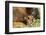 Bison Calf in Theodore Roosevelt National Park, North Dakota, Usa-Chuck Haney-Framed Photographic Print