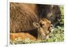 Bison Calf in Theodore Roosevelt National Park, North Dakota, Usa-Chuck Haney-Framed Photographic Print