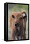 Bison Calf, Yellowstone National Park-Ken Archer-Framed Stretched Canvas