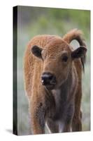 Bison Calf, Yellowstone National Park-Ken Archer-Stretched Canvas