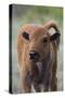 Bison Calf, Yellowstone National Park-Ken Archer-Stretched Canvas