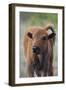 Bison Calf, Yellowstone National Park-Ken Archer-Framed Photographic Print