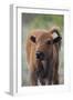 Bison Calf, Yellowstone National Park-Ken Archer-Framed Photographic Print