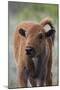 Bison Calf, Yellowstone National Park-Ken Archer-Mounted Photographic Print