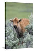 Bison Calf, Yellowstone National Park-Ken Archer-Stretched Canvas