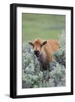 Bison Calf, Yellowstone National Park-Ken Archer-Framed Photographic Print