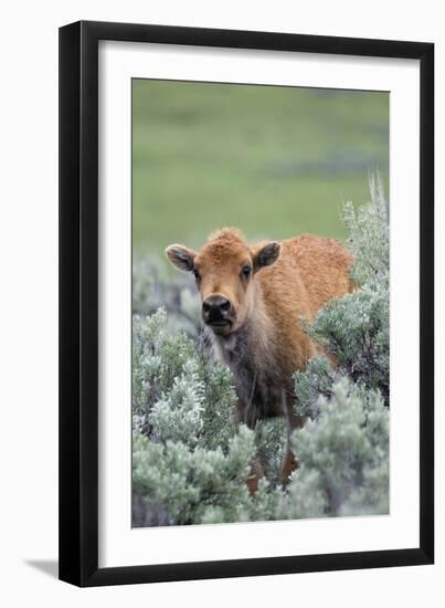 Bison Calf, Yellowstone National Park-Ken Archer-Framed Photographic Print