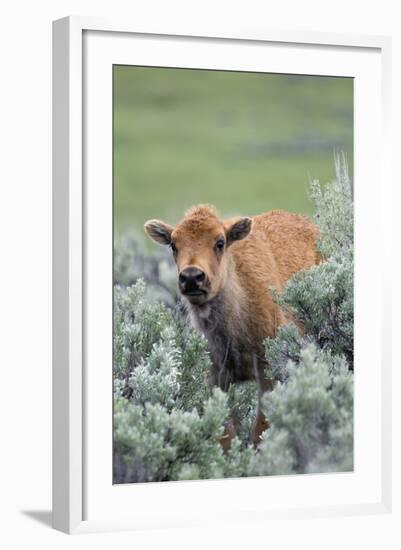 Bison Calf, Yellowstone National Park-Ken Archer-Framed Photographic Print