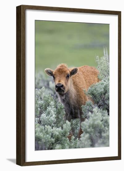 Bison Calf, Yellowstone National Park-Ken Archer-Framed Photographic Print