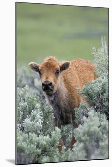 Bison Calf, Yellowstone National Park-Ken Archer-Mounted Photographic Print