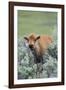 Bison Calf, Yellowstone National Park-Ken Archer-Framed Photographic Print