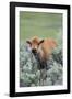 Bison Calf, Yellowstone National Park-Ken Archer-Framed Photographic Print