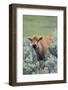 Bison Calf, Yellowstone National Park-Ken Archer-Framed Photographic Print