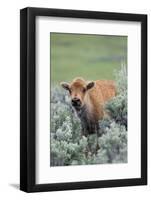 Bison Calf, Yellowstone National Park-Ken Archer-Framed Photographic Print