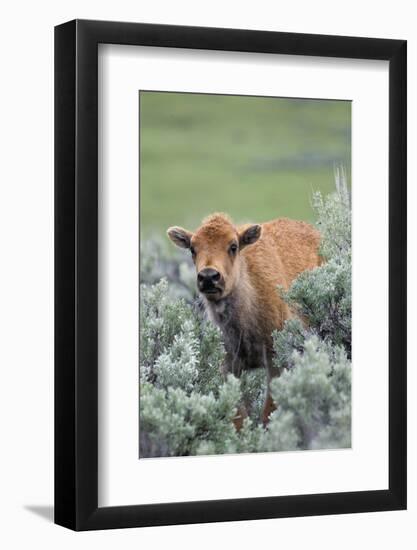 Bison Calf, Yellowstone National Park-Ken Archer-Framed Photographic Print