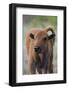Bison Calf, Yellowstone National Park-Ken Archer-Framed Photographic Print