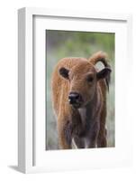 Bison Calf, Yellowstone National Park-Ken Archer-Framed Photographic Print