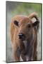 Bison Calf, Yellowstone National Park-Ken Archer-Mounted Photographic Print