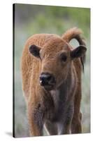 Bison Calf, Yellowstone National Park-Ken Archer-Stretched Canvas