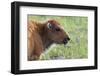 Bison Calf-Ken Archer-Framed Photographic Print