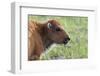 Bison Calf-Ken Archer-Framed Photographic Print