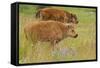 Bison Calves, Yellowstone National Park-Ken Archer-Framed Stretched Canvas