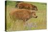 Bison Calves, Yellowstone National Park-Ken Archer-Stretched Canvas