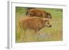 Bison Calves, Yellowstone National Park-Ken Archer-Framed Photographic Print