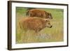 Bison Calves, Yellowstone National Park-Ken Archer-Framed Photographic Print