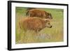 Bison Calves, Yellowstone National Park-Ken Archer-Framed Photographic Print