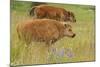 Bison Calves, Yellowstone National Park-Ken Archer-Mounted Photographic Print