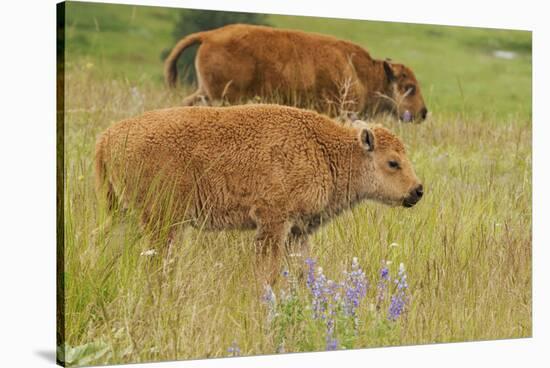 Bison Calves, Yellowstone National Park-Ken Archer-Stretched Canvas