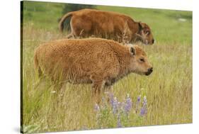Bison Calves, Yellowstone National Park-Ken Archer-Stretched Canvas