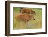 Bison Calves, Yellowstone National Park-Ken Archer-Framed Photographic Print